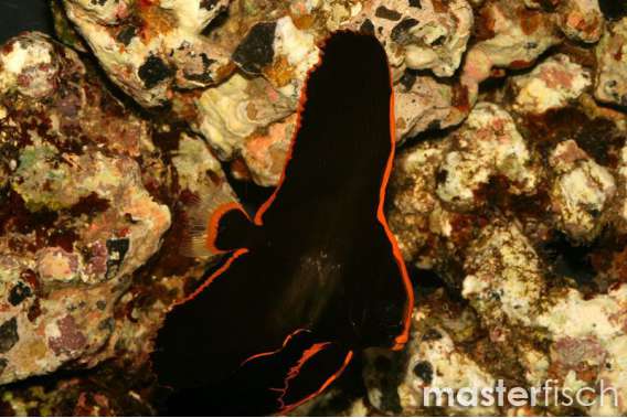 Long Finned Batfish