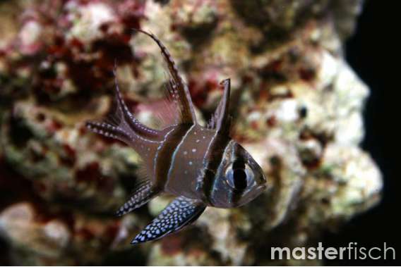 Banggai Cardinalfish