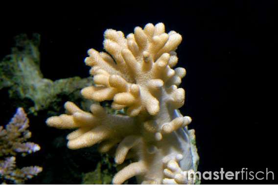 Yellow long thick-arm branch