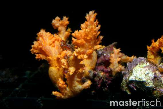 Leafy Soft Coral Aurea