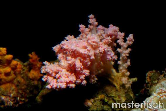 Leafy Soft Coral Pink Mirabilis