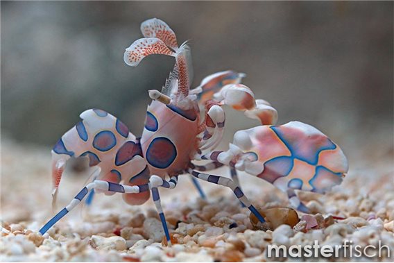 Harlequin shrimp (bred)