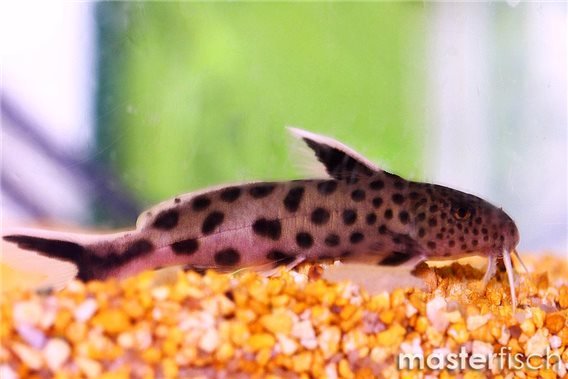 Dwarf petricola