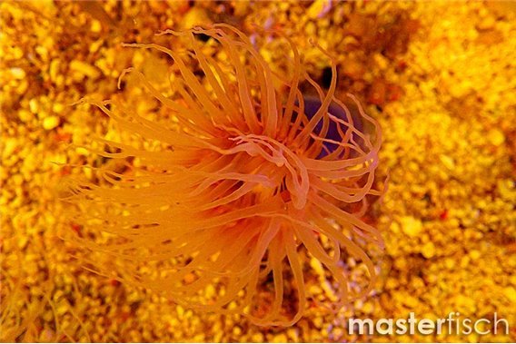 White Ceriantharian