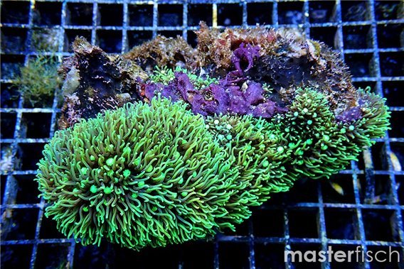 Clavularia Green