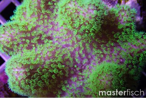 Leather Coral Green (Australia)