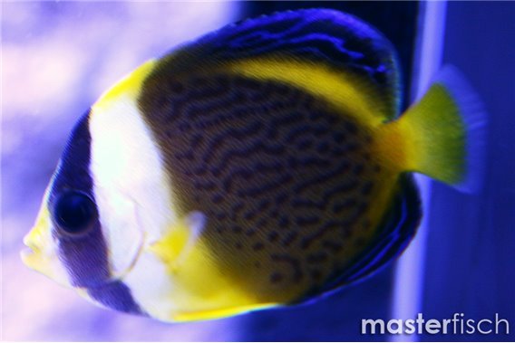Chaetodontoplus duboulayi (bred)