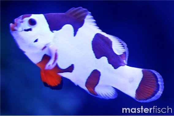 Amphiprion Ocellaris Mocha Storm (bred)