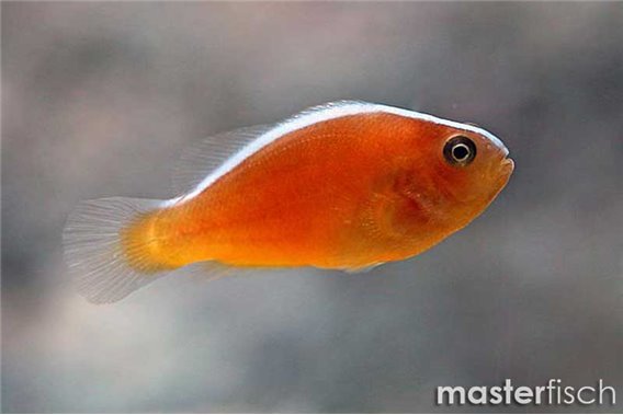 Orange skunk clownfish (bred)