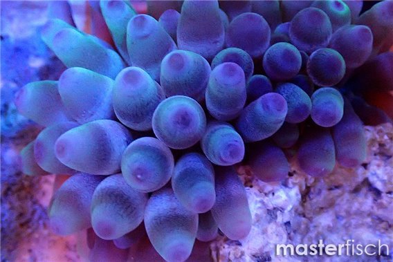 Purple tips bubble anemone