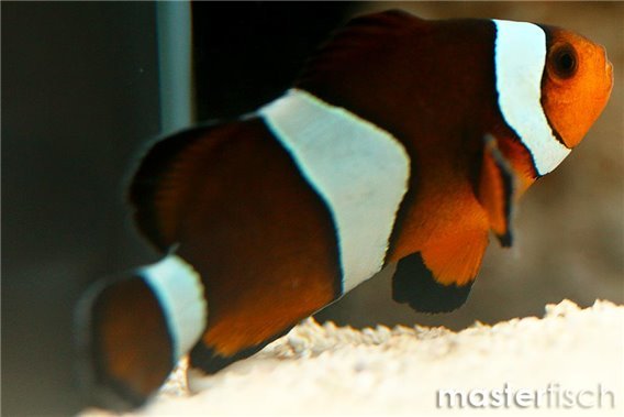 Clownfish Mocha (bred)
