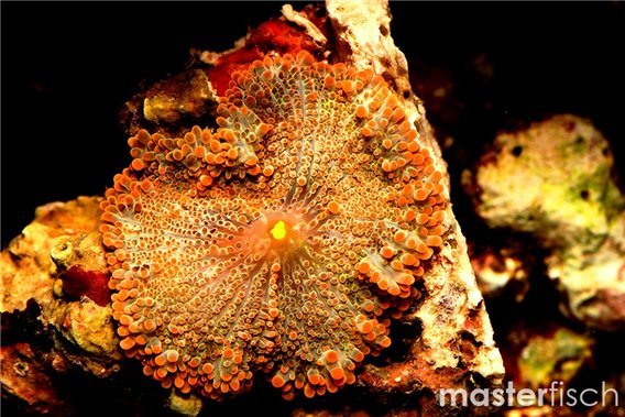 Orange Disc Mushroom