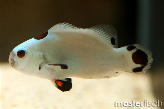 Platinium Storm Clownfish (bred)