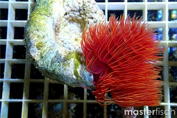 Bali red tubeworm