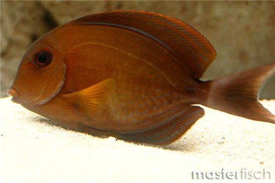 Blochii Tang
