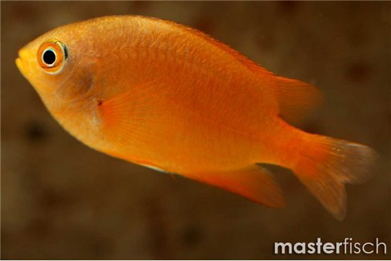 Lemon Damsel
