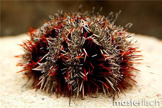 Collector Urchin