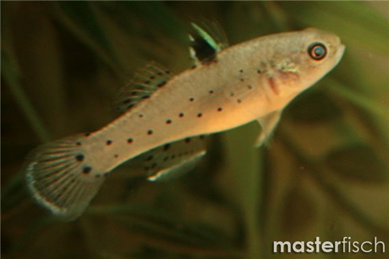 Knight Goby