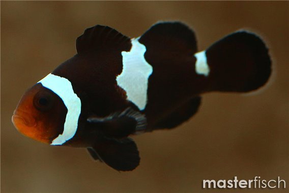 Clownfish Midnight Lightning (bred)