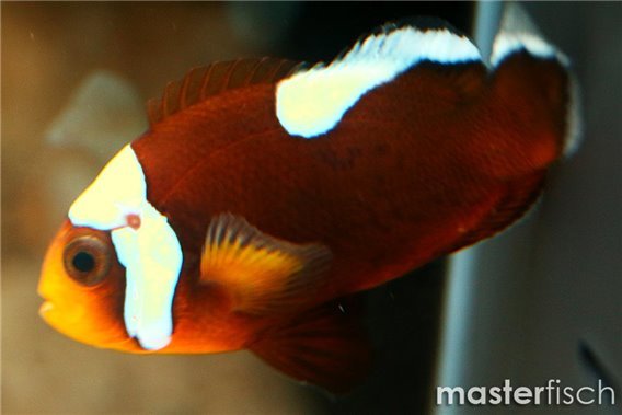 Yellow belly saddle back clown (bred)