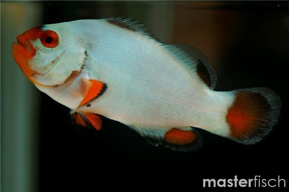 Platinum Clownfish (bred)