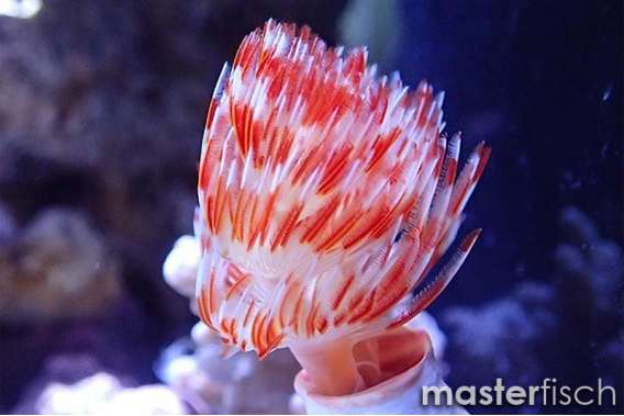 Bali red & white tubeworm