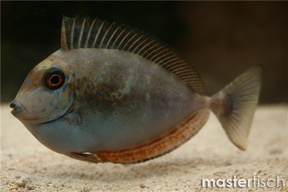 Big-nose Unicornfish