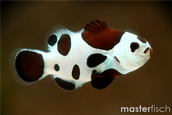 Clownfish Mocha Black Storm (bred)