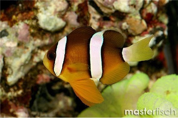 Yellow sebae clown (bred)