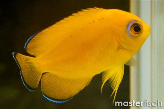 Lemonpeel Angelfish (bred)
