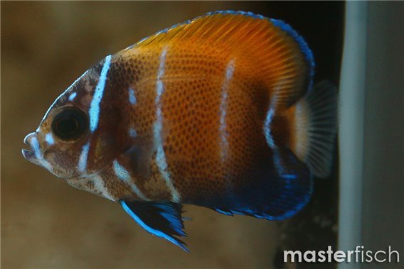 Blue-Girdled Angelfish (bred)