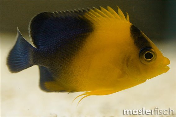 Venusta Angel (bred)