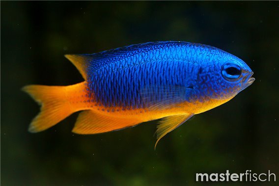 Neon Damselfish
