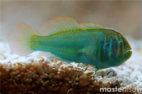 Broad-barred Goby