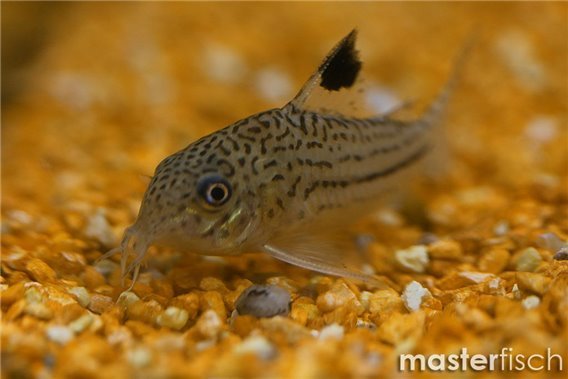 Three Stripe Corydoras
