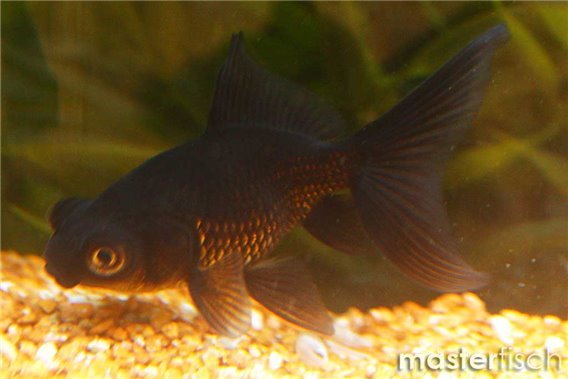 Black Moor