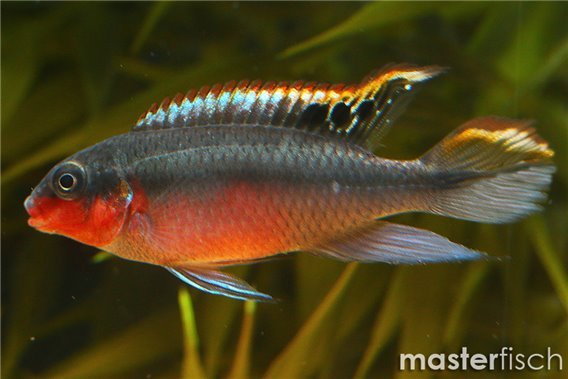 Kribensis Double Red