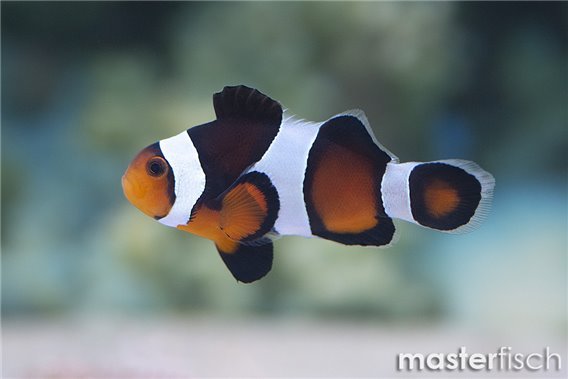 Black orange Clownfish (bred)