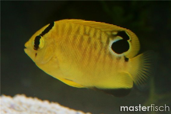 Goldspotted Angelfish (bred)