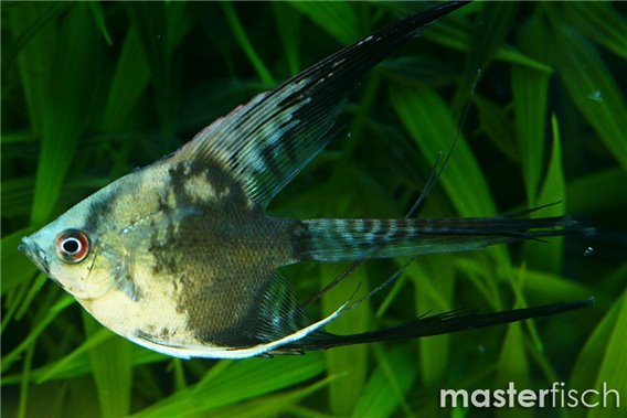 Angelfish California Long-fin