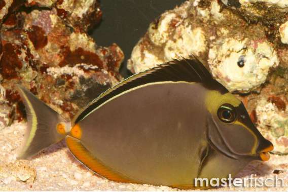 Orange-spine Unicornfish