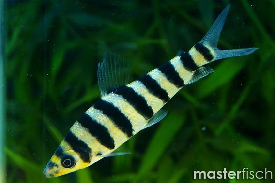 Banded Leporinus