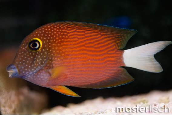 White tail bristletooth tang