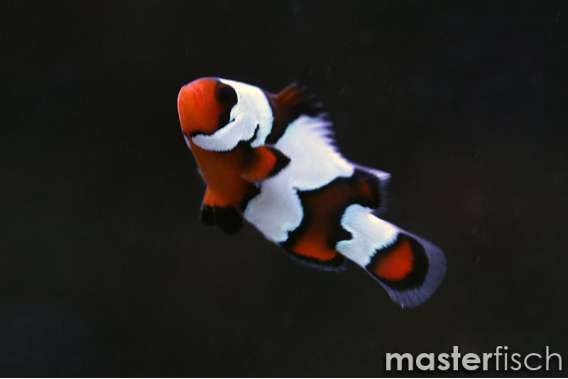 Clownfish blackice (bred)