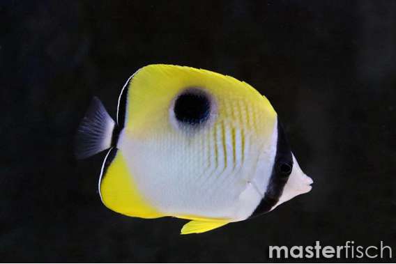 Limespot Butterflyfish