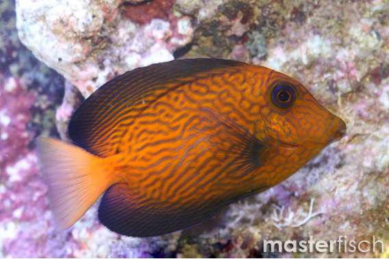 Chevron tang