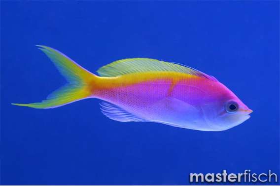 Bartlett's Anthias