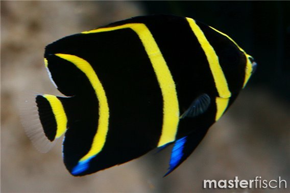 Grey Angelfish