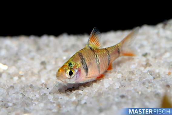 Six Banded Barb