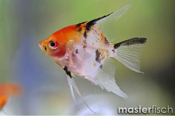 Koi angelfish golden head